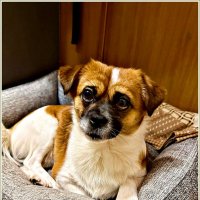 Яшенька. :: Валерия Комова