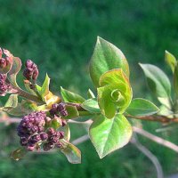 Весеннее :: Елена Семигина