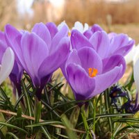 Крокусы :: skijumper Иванов