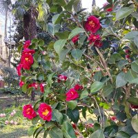 Камелия :: Tata Wolf