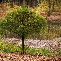 Деревце :: Валерий Пославский