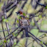 Воробей среди ветвей :: Олег 