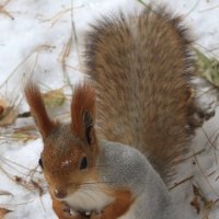 В зимней шубке :: Галина Козлова 