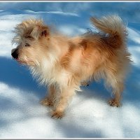 Тимоша. :: Владимир Попов