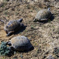 Собрание окончено :: Анатолий Чикчирный