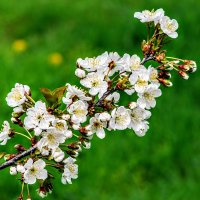 Весеннее. :: Владимир 