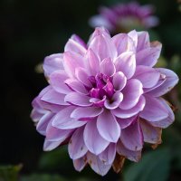 Красавец осенний. :: Лилия *