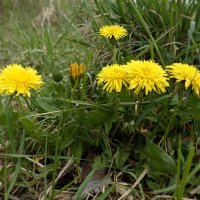 Одуванчик, солнечный цветок, Улыбается медовою улыбкой -... :: Галина