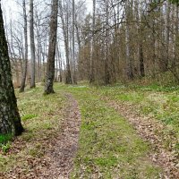 Весенний лес ( репортаж из поездок по области). :: Милешкин Владимир Алексеевич 