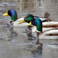 Каждому свое..... :: Анатолий Анищик