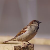 *** :: Игорь Бухало