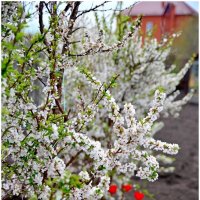 Один раз в год сады цветут. :: Михаил К