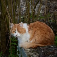 котэ :: Константин Сафронов