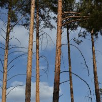 *** :: Наталья Покацкая