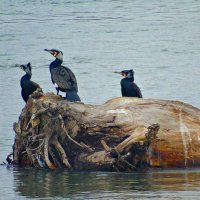 Трио "BАCLАNS" прилетело на гастроли :: Aндрей Антонов