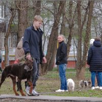 Доберман :: Михаил Кобзев