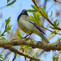 Трясогузка на дереве :: Александр Чеботарь
