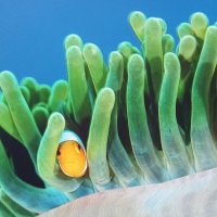 ЗАТЫРИЛСЯ !... :) :: Валерий Кокорев