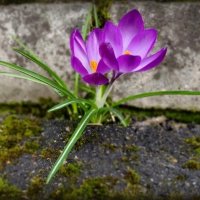 Дуэт крокусов :: Елена Сухорученкова