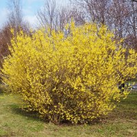 Форзиция :: Nataly St. 