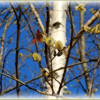 Весны красивые моменты ... :: Валентина Надсон