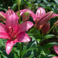 *** :: Виктор Иванович Чернюк