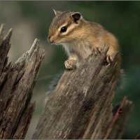 БУРУНДУЧОК ... :: Владимир Железнов