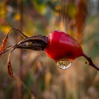 Капля воды на спелой ягоде шиповника :: Лилия 