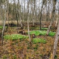 Анемоны :: Veera V