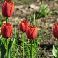 Тюльпаны :: Игорь Сикорский