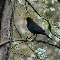 Весна пришла... :: Николай Саржанов