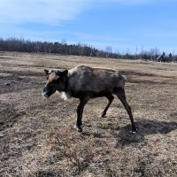 Яшка грустный - он потерял рога! :: Ольга 