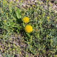 В степи :: Анатолий Чикчирный