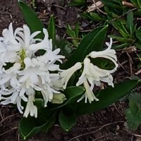 первые гиацинты на клумбах :: Елена Шаламова