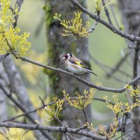 щегол :: юрий макаров