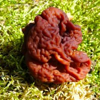 Весенний гриб строчок. :: Милешкин Владимир Алексеевич 