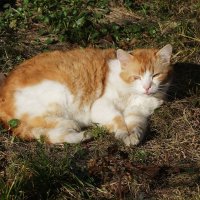 Мартовские кошки :: Рита Симонова