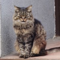 Мартовские кошки :: Рита Симонова