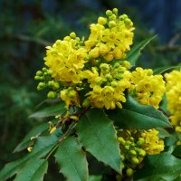 Магония падуболистная :: Валентин Семчишин