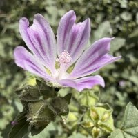 Калачик :: Александр Деревяшкин