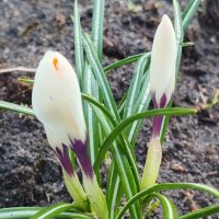 Пробуждение :: Елена Семигина