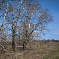 "Весеннее возрождение. Пущино"© :: Владимир Макаров