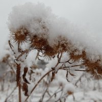 И снова выпал снег... :: Галина Минчук