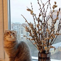 Очень нравятся эти пушистики :: Галина Нестратова