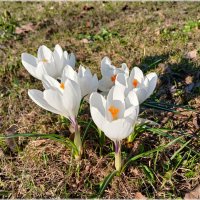 Белоснежные и нежные! :: Лия ☼