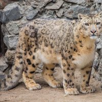 снежный барс :: Аркадий Лаптенко