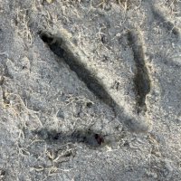 След :: Ольга Савельева 