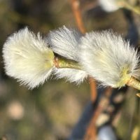 Пушистики :: Ольга Савельева 