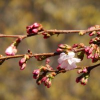 Сакура зацвела в саду Дружбы :: Магомед .