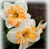 Орхидейные нарциссы :: Елена Сухорученкова